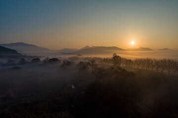 Wetland in Fog