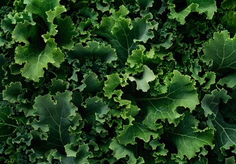 Fresh Green Kale Leaves Texture Background