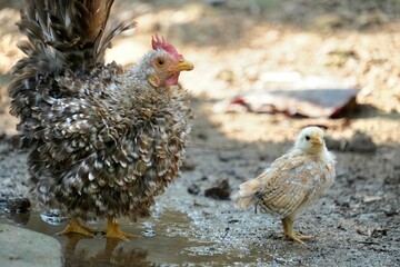 Close-up of a hen and chicks of the frizzle bantam chicken (Gallus gallus domesticus) with upturned feathers, roaming on the ground.