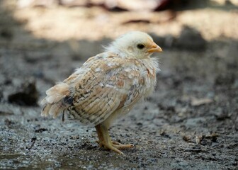 Close-up of a chick of the frizzle bantam chicken (Gallus gallus domesticus) with upturned feathers, roaming on the ground.