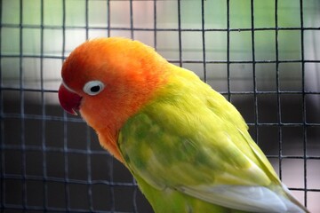 Close-up of a Fischer's lovebird (Agapornis fischeri) with light green feathers, an orange head, and a red beak.