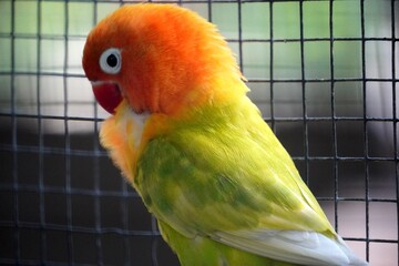 Close-up of a Fischer's lovebird (Agapornis fischeri) with light green feathers, an orange head, and a red beak.