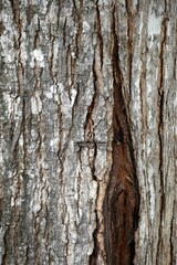 Obraz premium Close-up of a large tree trunk with deep gashes revealing the inner wood.
