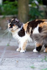 Close-up of an adult Persian medium nose cat (Felis catus) with tri-colored fur: black, orange, and white. It has a black nose and brown eyes.