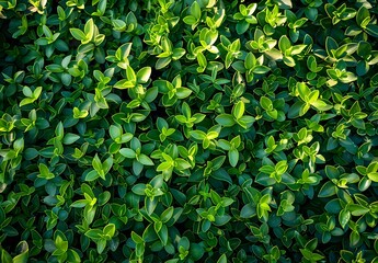 Obraz premium Sunlight On Green Grass Background With Hedges