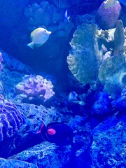 coral reef in aquarium, lue purple staghorn coral and pink purple fish in deep blue sea