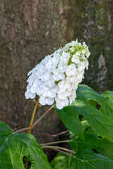 Close-up of beautiful hydrangea quercifolia flowers blooming in forest park.