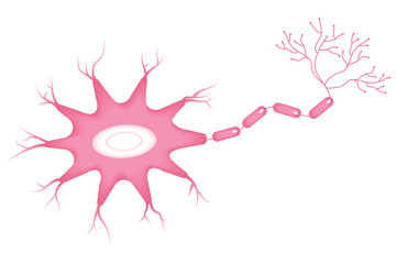 Vector Illustration of neuron anatomy. cell body, axon, dendrite, myelin sheath on a white background.
