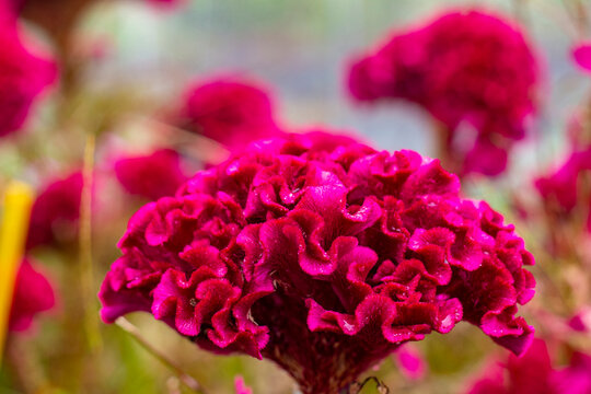 Flower in Spring