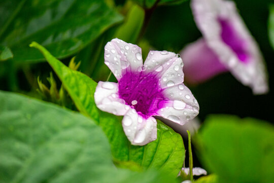 Flower in Spring