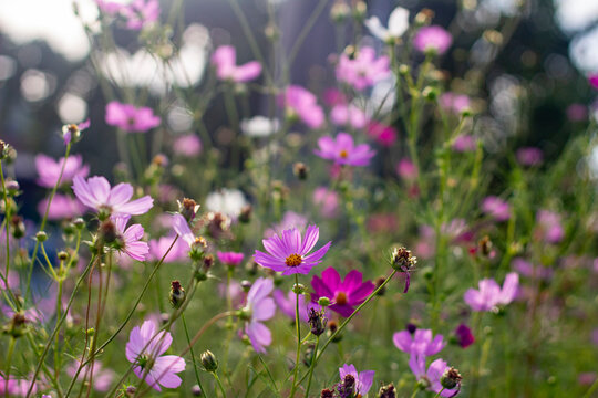 Flower in Spring
