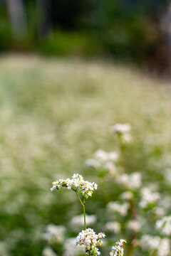 Flower in Spring