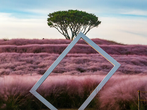 Pink Muhly