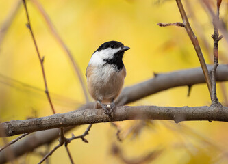 Fototapeta premium A Black-capped Chickadee clutching a seed with its feet while perched on a limb with a colorful yellow Fall background.