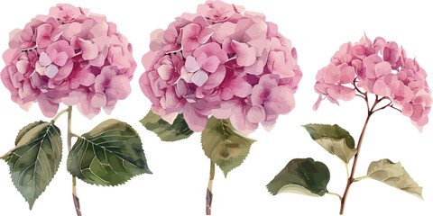 Vibrant Pink Hydrangea Flowers in Full Bloom Against a Clean White Background – Ideal for Floral Design, Botanical Illustrations, and Decorative Art