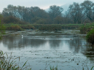 Cloudy Day in Wetland