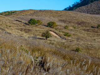 Obraz premium Flame Grass