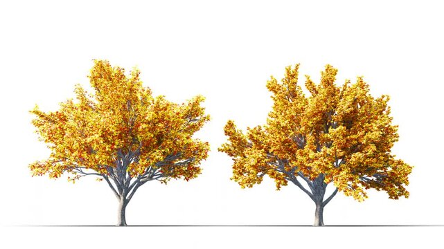 Fagus Sylvatica trees grow from small to large. High quality 3d tree on the wind. Photorealistic tree 3d rendering Animated by Wind, with Alpha Channel