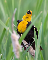 Male, Yellow Headed Blackbird. Puffed Chest, Ruffled Feathers, Singing.