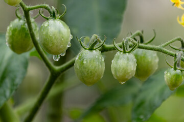 まだまだ若いトマト