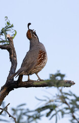 Tree top quail greets early morning with wild call at Tucson Audubon Nature Center in Arizona
