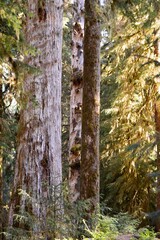 Obraz premium Northwest Rainforest