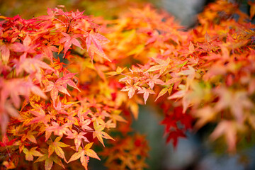 紅葉