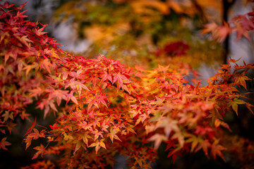 紅葉