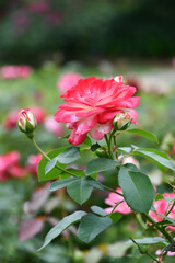 バラ「ジュビレ・デュ・プリンス・ドゥ・モナコ」