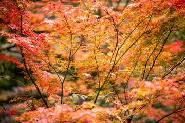 紅葉