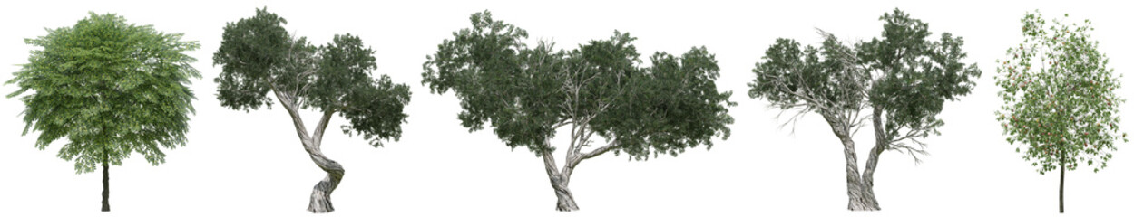 Collection of realistic large woods trees with isolated on transparent background. PNG file, 3D rendering illustration, Clip art and cut out	