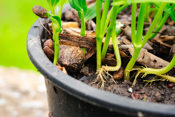 Discover the growth of organic seedlings for daily edible plants and vegetables. Enjoy pesticide-free, non-toxic produce with unique leaf patterns, promoting a healthier lifestyle