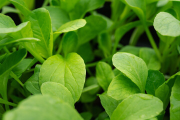 Growing Organic Seedlings Edible Plants and Vegetables with Beautiful Leaf Patterns, Non-toxic and Pesticide-free for a Healthier Lifestyle