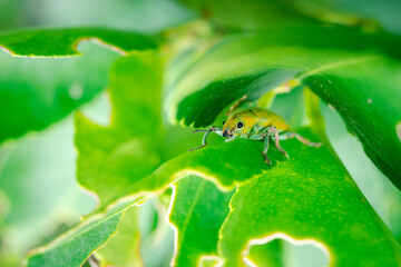 Macro Close-Up of Leaf-Eating Insects Discover the Tiny Pests that Infest Garden Leaves, Showing Detailed Nature Photography of Bugs in Their Natural Habitat