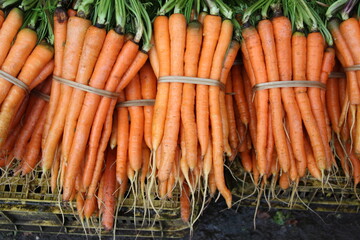 fresh carrots in a market