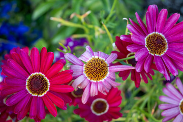 Colorful Flowers Up Close