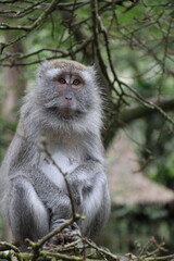 Fototapeta premium Grey fur monkey sitting on tree branch