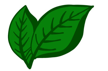 Leaf clipart cartoon PNG images