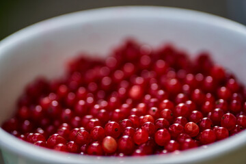 Red currant on green grass background in white cup