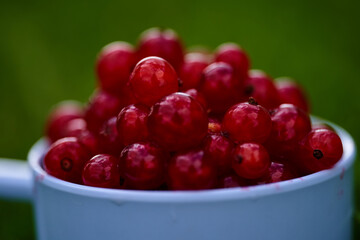 Red currant on green grass background in white cup