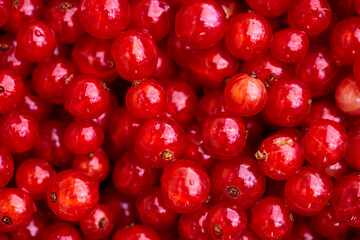 Red currant on green grass background in white cup