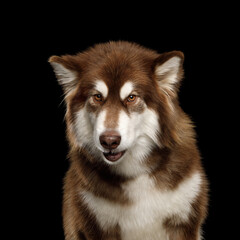 Portrait of Angry Alaskan Malamute dog on Isolated Black Background in studio