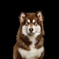 Portrait of Alaskan Malamute dog on Isolated Black Background in studio
