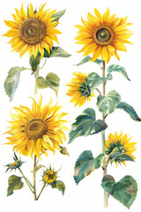 A set of sunflowers in different poses as a vector illustration on a white background.