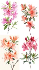 Set of Azalea Rhododendron watercolor illustration  isolated on white background	