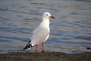 Silver Gull seagull bird standing on the shore next to the ocean