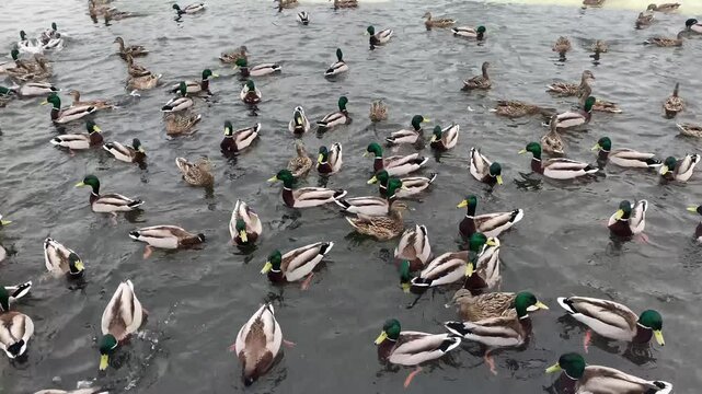 Waterfowl seeking sustenance in a transitional seasonal landscape, with male mallards visible in the murky water.