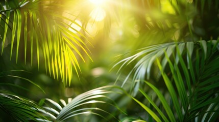 Obraz premium Bright sunlight shining through lush tropical palm leaves, creating a vibrant and refreshing natural scene.
