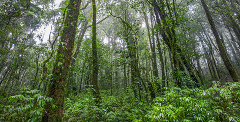 The Role of Tropical Rainforests in Carbon Dioxide Absorption.