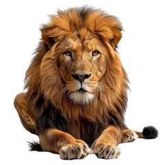 Obraz premium Lion Mane Isolated on Transparent or White Background, PNG